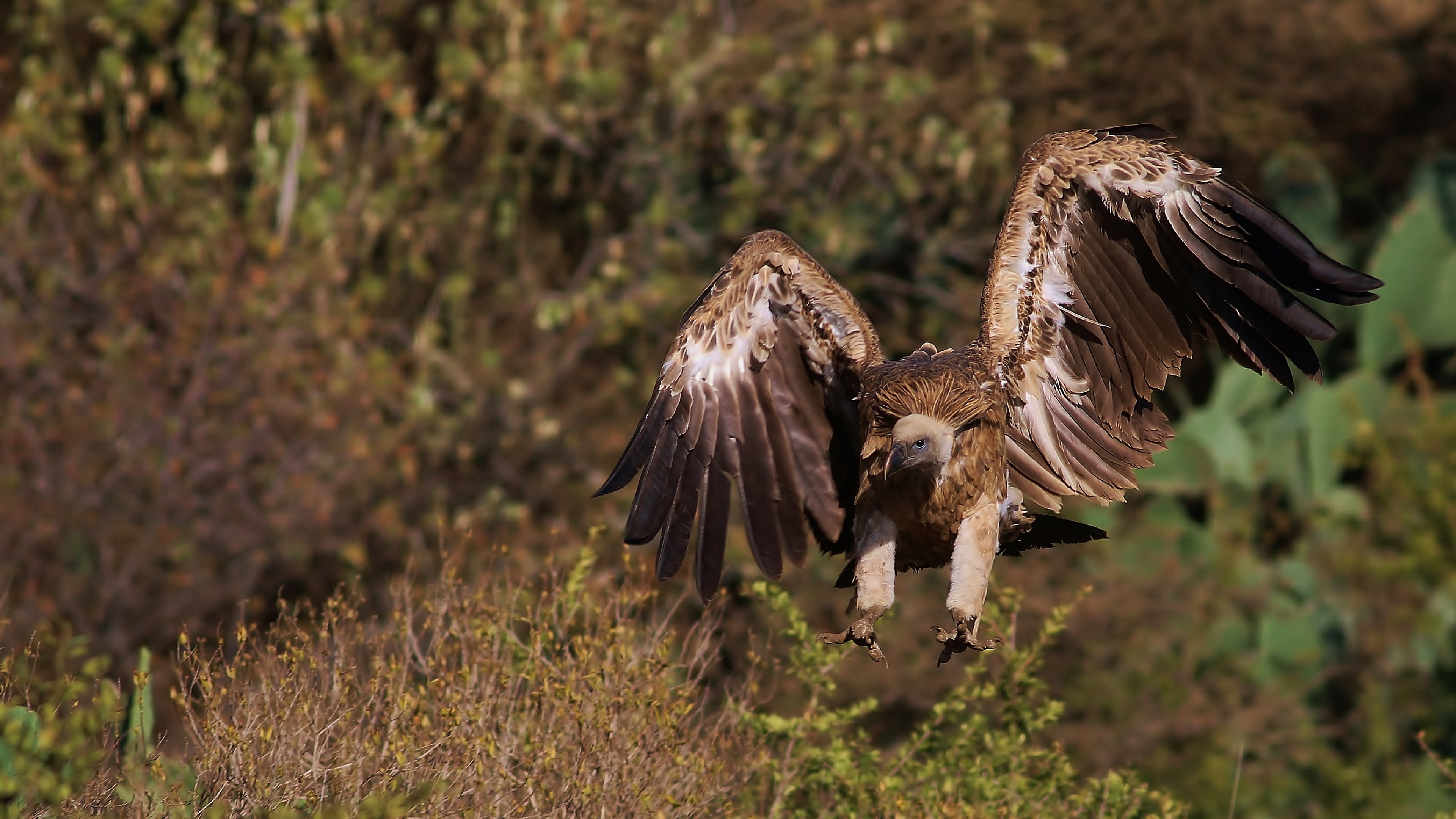 Rüppell's Griffon — Ana fotoğraf